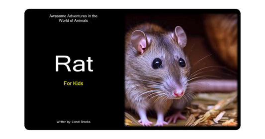 Adventures in the World of Animals Rat